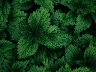 What Stinging Nettle Actually Does to Your Body