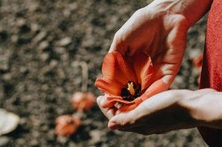 women's hands holding a hibiscus flower