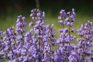 Close-up of purple catnip flowers with a blurred green background
