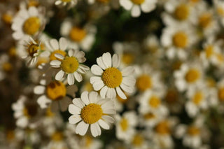 Close-up of white flowers with yellow centers on a blurred natural background