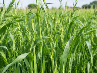 Fresh oatstraw in a field