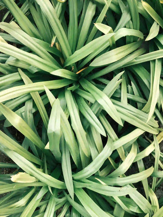 Close-up of a green lemongrass plant with long, thin leaves