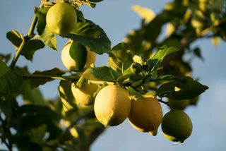 Lemons hanging from a tree with a clear blue sky background