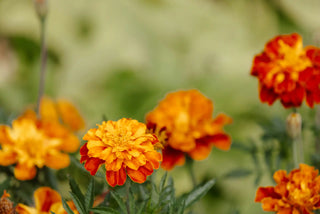 Close-up of orange and red marigold flowers with a blurred green background