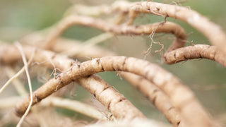 Close-up of brown marshmallow roots on a blurred green background