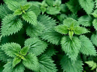 Close-up of green nettle leaves