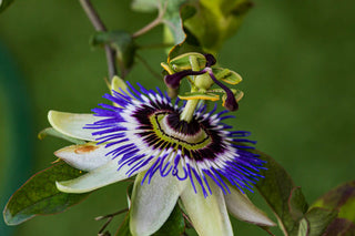 Close-up of a passionflower with green leaves on a blurred green background