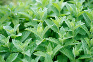 Close-up of a dense patch of green peppermint plants