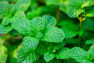 Close-up of green mint leaves with a blurred background