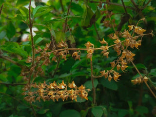Yellow tulsi flowers on a branch with green leaves in the background